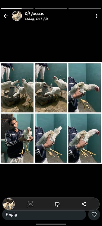 white shamo hera (pure germon bread)parraot peak