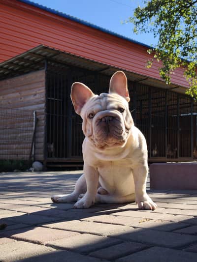 IMPORTED FRENCH BULLDOG PUPPIES AVAILABLE FOR SALE