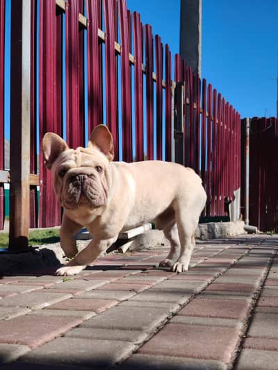 IMPORTED FRENCH BULLDOG PUPPIES AVAILABLE FOR SALE