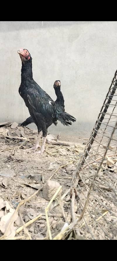 Lasani pair 6 month old