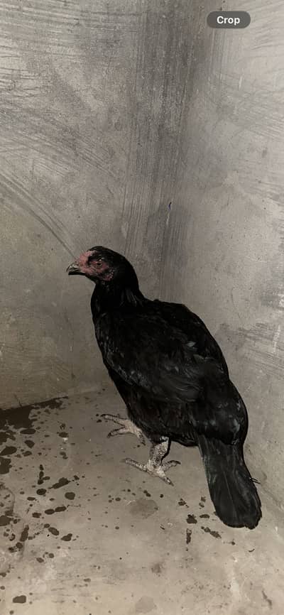 Aseel Hen For Sale
