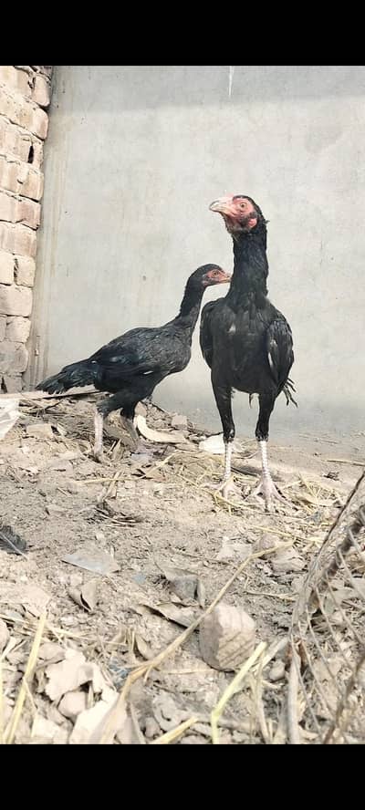 Lasani aseel pair six months old