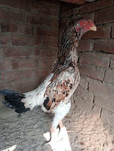 Shamo Female Forsale