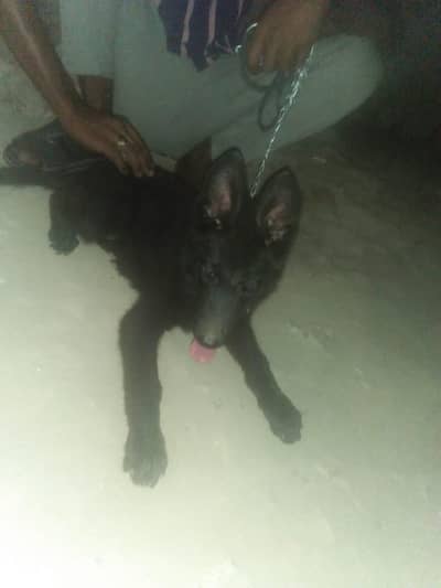 dog  no wtsup only call  0301 4870476