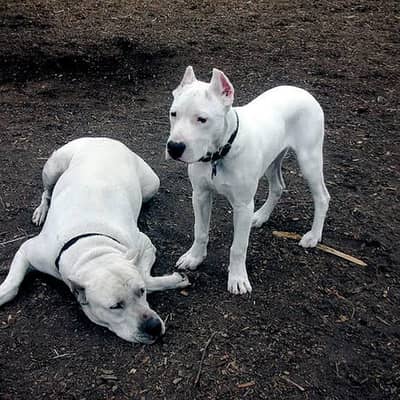 I want to sale and exchange my pedigree dogo argentino male
