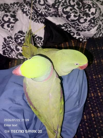 raw parrots