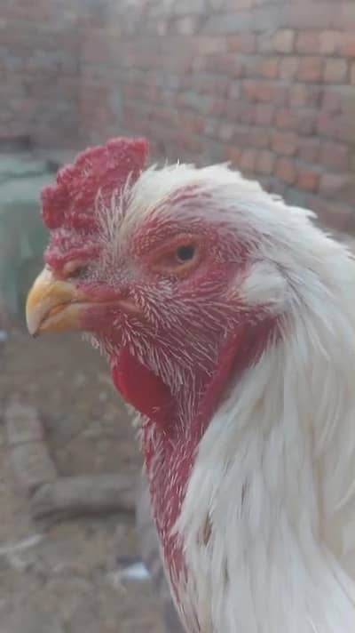 qandhari Heera best quality