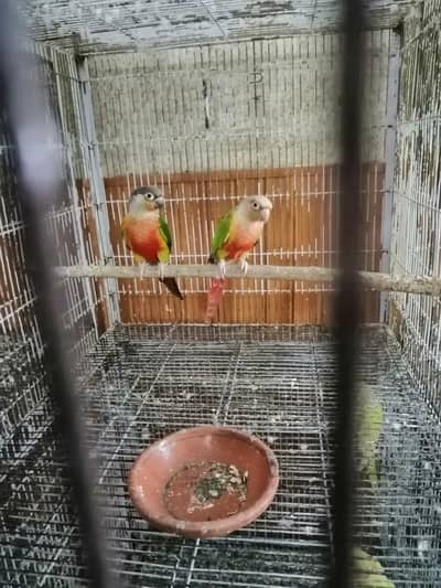 pineapple into yelow sided,  sunconure pair available