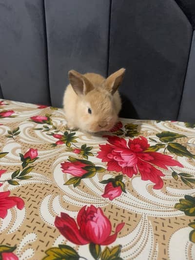 Holland loop white rabbit blue eyes babies and other color pair rabbit