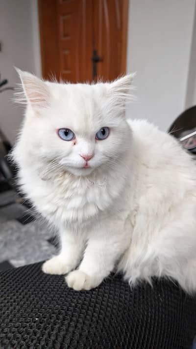 persian vaccinated cat