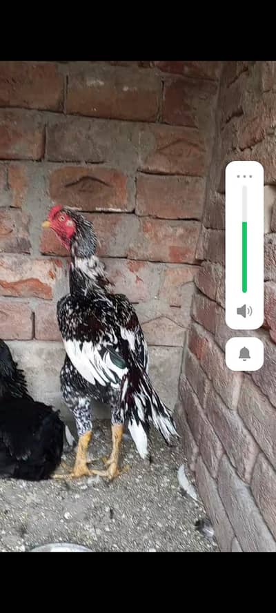 Aseel Shamo and cheena  breader murga  Aseel chicks and Austrolop