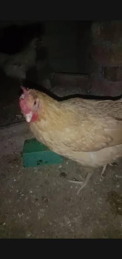 eggs wali desi murgiyan