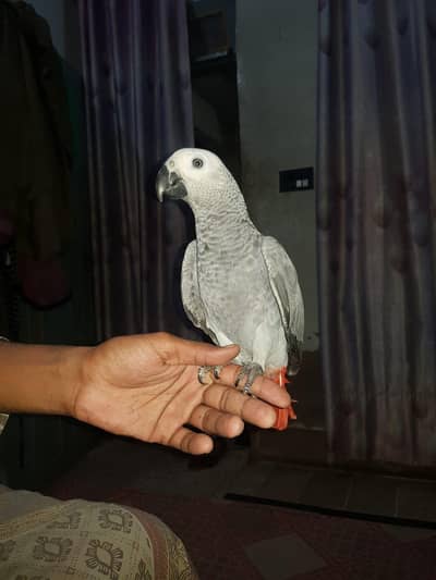 Grey parrot