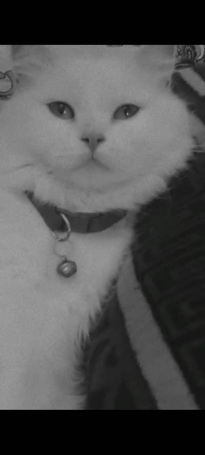 PERSIAN FEMALE CAT