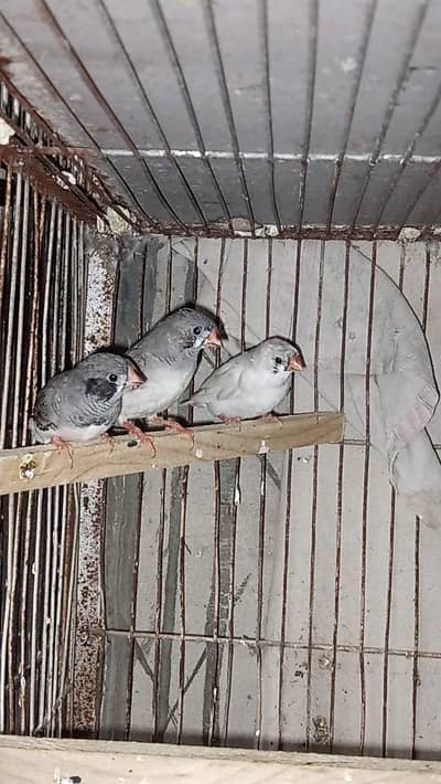 zebra common finch pair