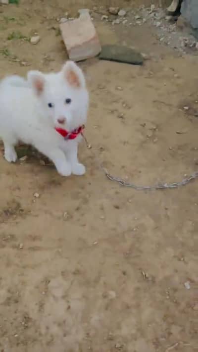 Russian male puppy for sale