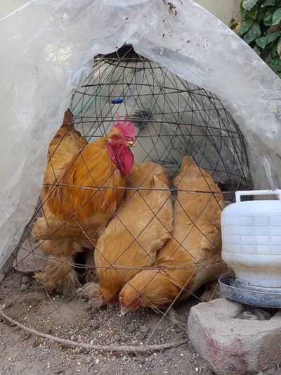 Golden Buff breeding pair