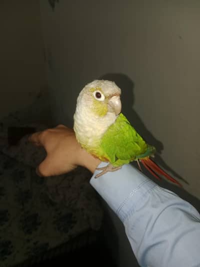conure male parrot