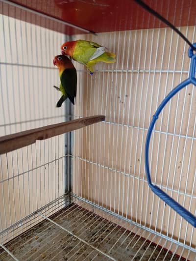 love bird breeder pair