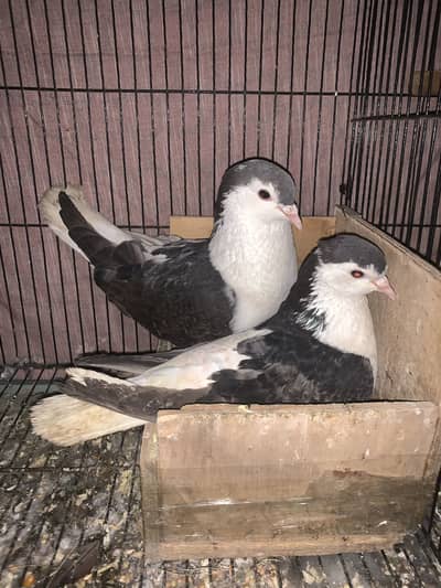 sherazi 6 pieces available for sale