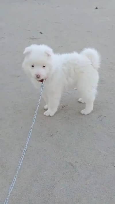 Russian male puppy for sale