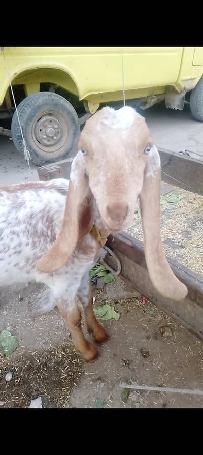 pure makhi china white eyes me