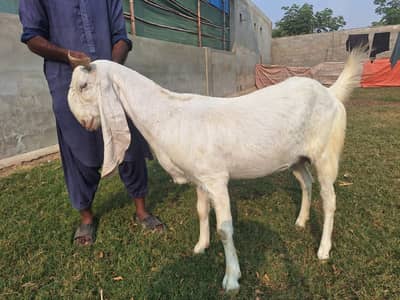 Gulabi Bakri Pure White