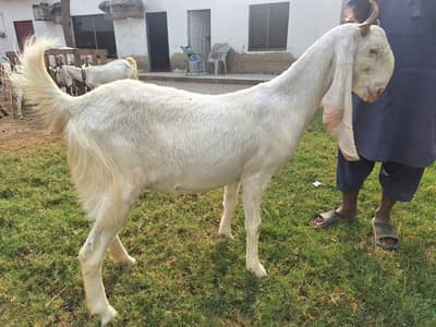 Gulabi Bakri Pure White