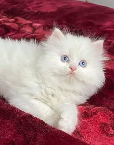 Persian cat for sale 2 month age Whatsapp no 03246107725