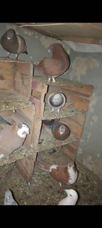 kabotar ki Jodiyan for sale