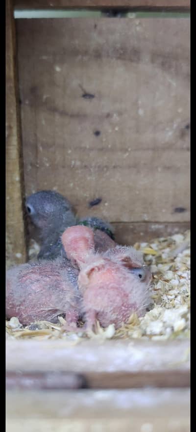 Breeder pair with chicks