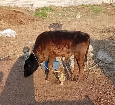 فریزن+ساہیوال گائے فریش سوئی ہوئی