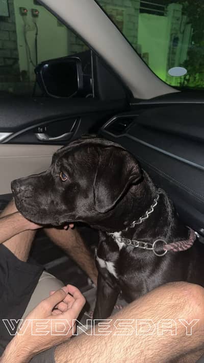 Healthy male pitbull available for breeding!