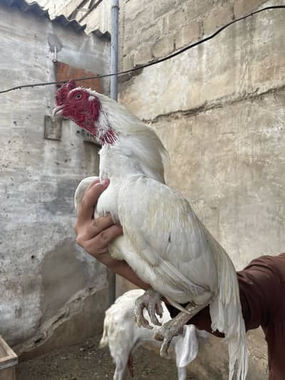 Aseel murga murgi heera lassani