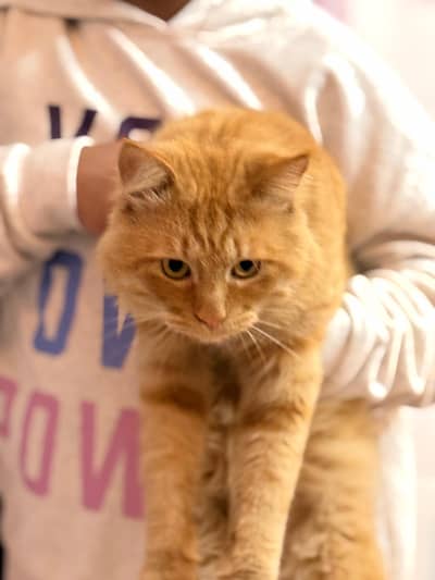 Male ginger cat for sale