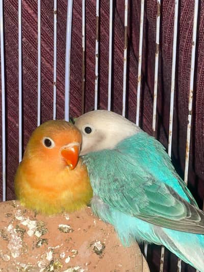 Homebreed lovebirds for sale