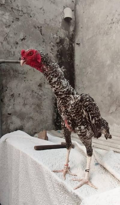 Top quality japnese shamo