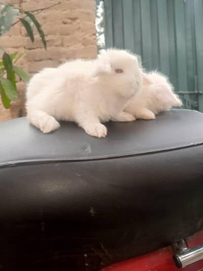 Lop bunny available location islamabad cargo all over Pakistan