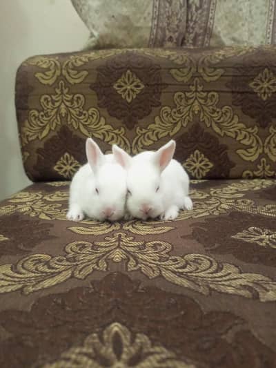 red eyes rabbit male or female both jora