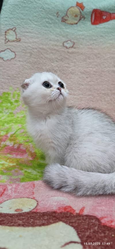 scottish fold kittin for sell. 0330 6254917