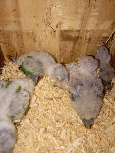 conure chickes white,silver java chickes