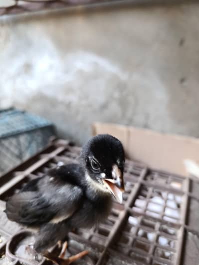 Muskha,Lakha Aseel chicks