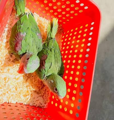 Kashmiri Raw Chicks Male Female