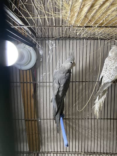 I’m offering lovely, well-cared-for birds to loving homes