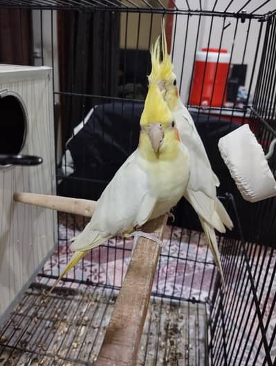 breeder cocktail pair