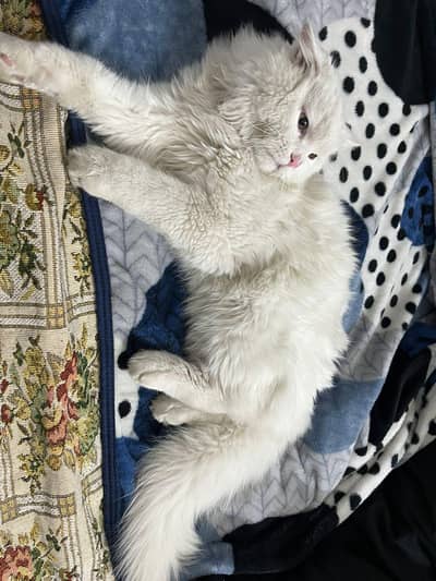 loving female cat want new home. vaccinated and trained for washroom.