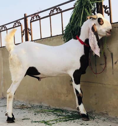 Rajanpuri bakra argent for sale