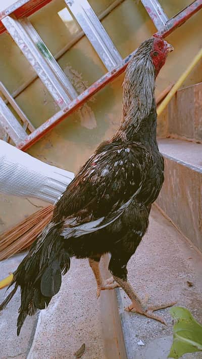 Heavy Size  Aseel Patha - Ghar ka Pala Hua.