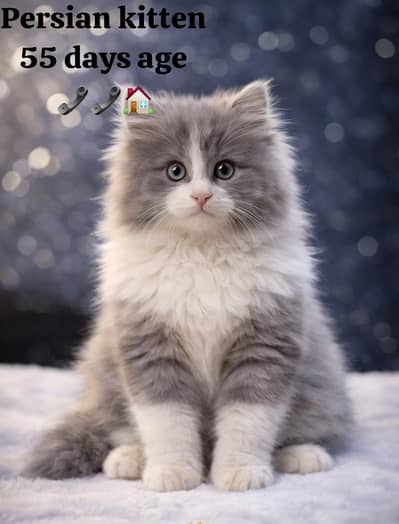 Persian punch face triple coated cats and kittens