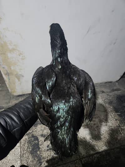 03214488195 contact for details. Black maadi mianwali lasani